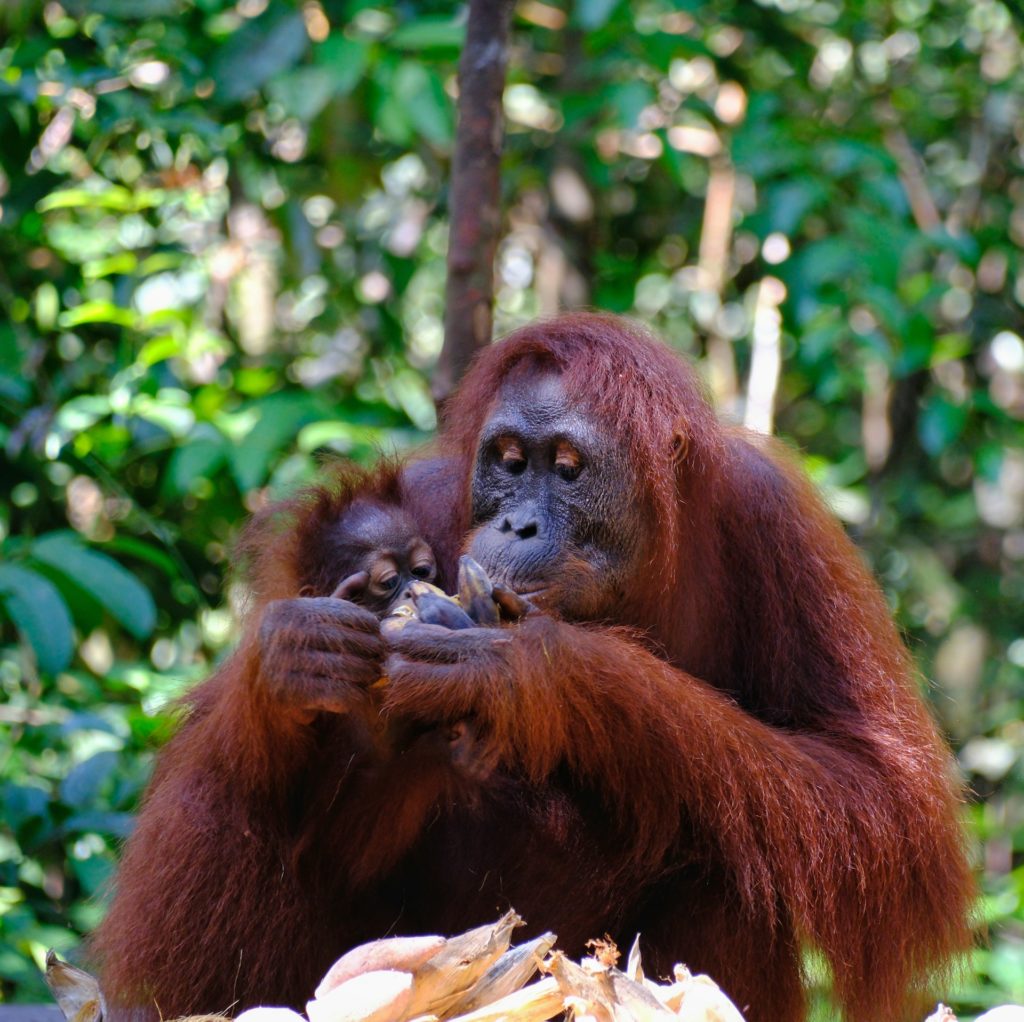 「野生のオランウータンとの出会い」
