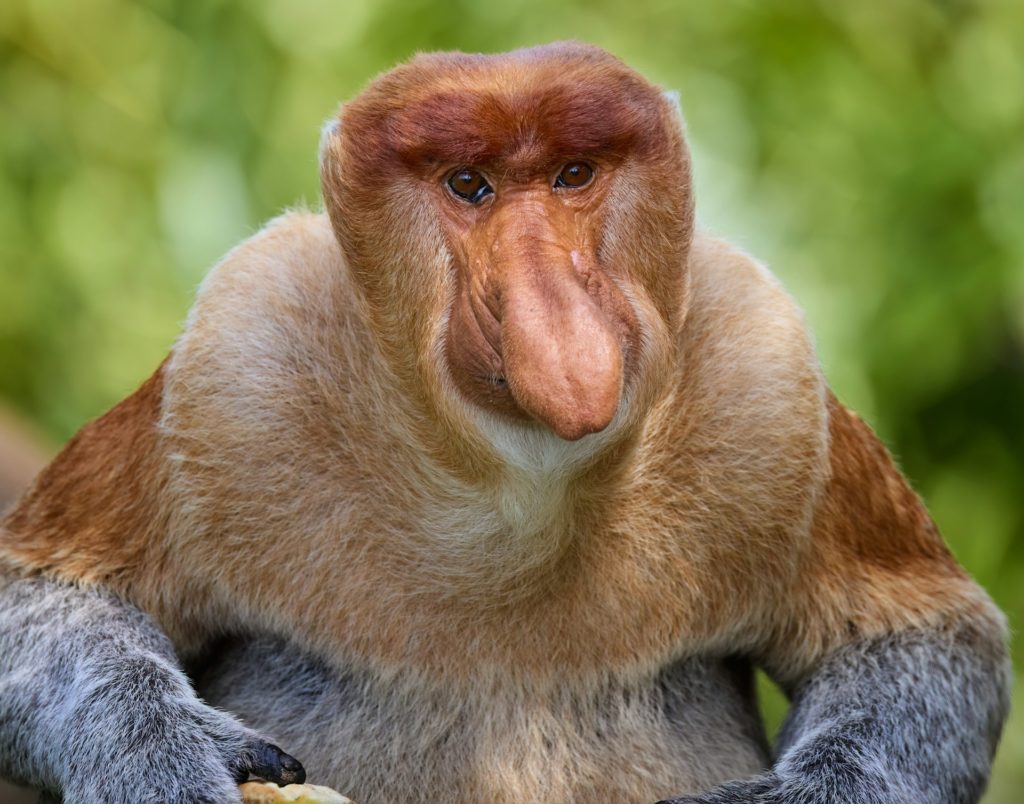 森に棲むテングザルとの出会い